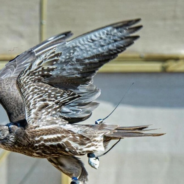 Five Arrested in Abu Dhabi for Illegal Falcon Hunting