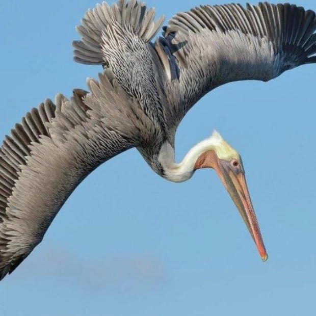 Bird-Inspired Flaps Could Revolutionize Aviation