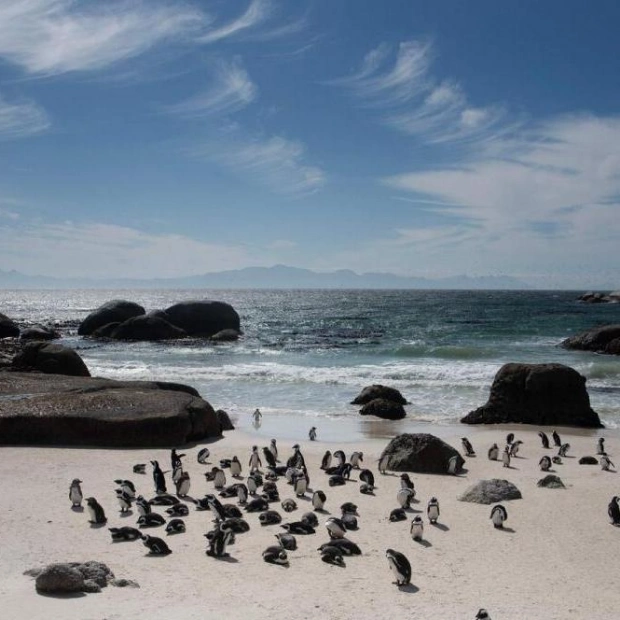 African Penguins: A Race Against Extinction