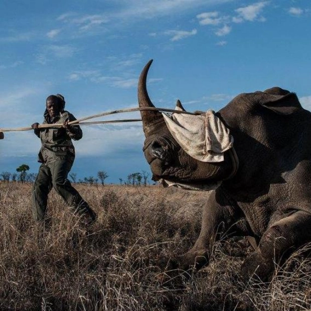 Forensic Entomology: A Tool Against Rhino Poaching