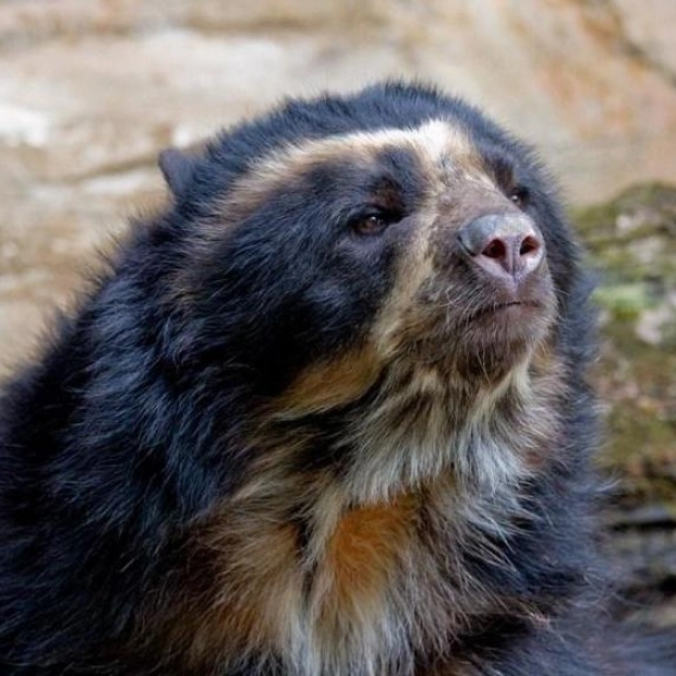 Unveiling the Secret Lives of Andean Bears