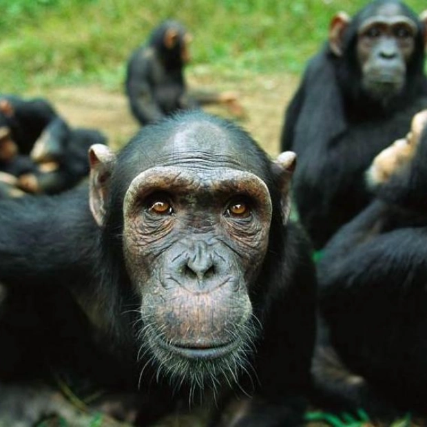 Adult Chimps Play Too: A Study Reveals