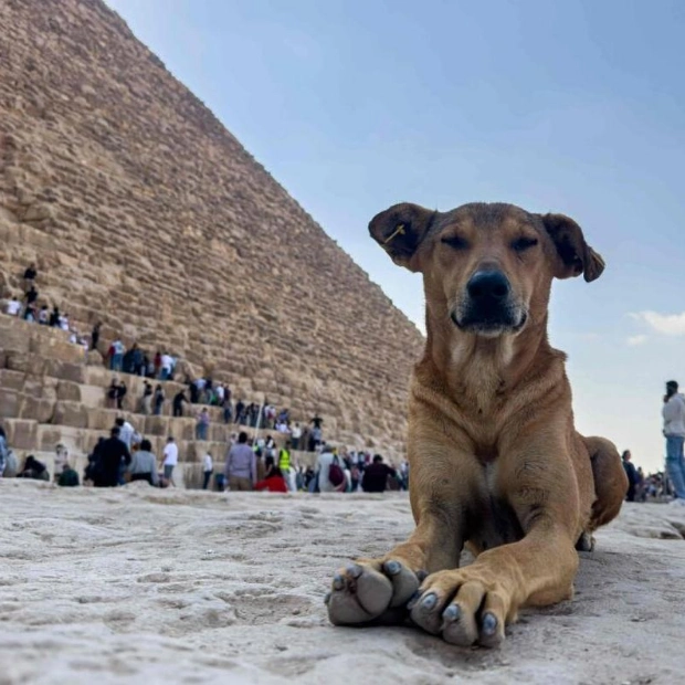 Stray Dog Becomes Star at Giza Pyramids