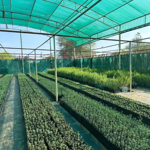 UAE Expands Green Spaces with 20,000 Tree Seedlings