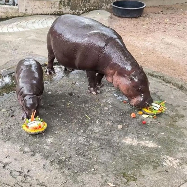 Thai Hippo Moo Deng Predicts Trump's White House Return