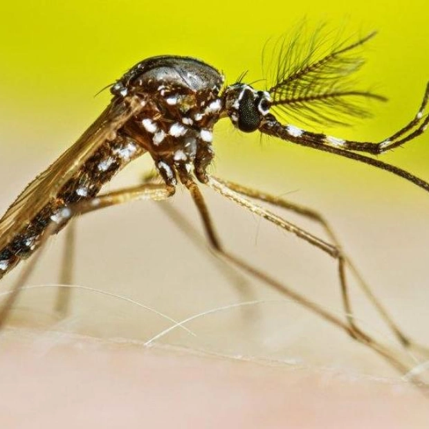 Male Mosquitoes May Be Bloodthirsty Too