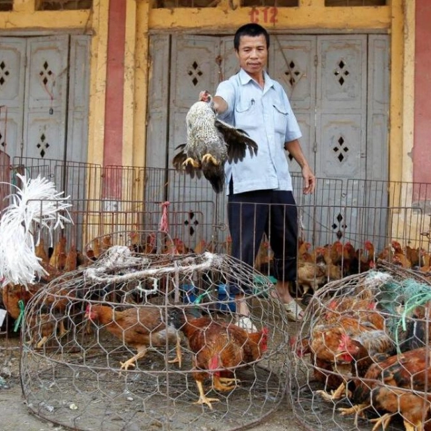 Captive Tigers and Lions in Vietnam Die from Bird Flu