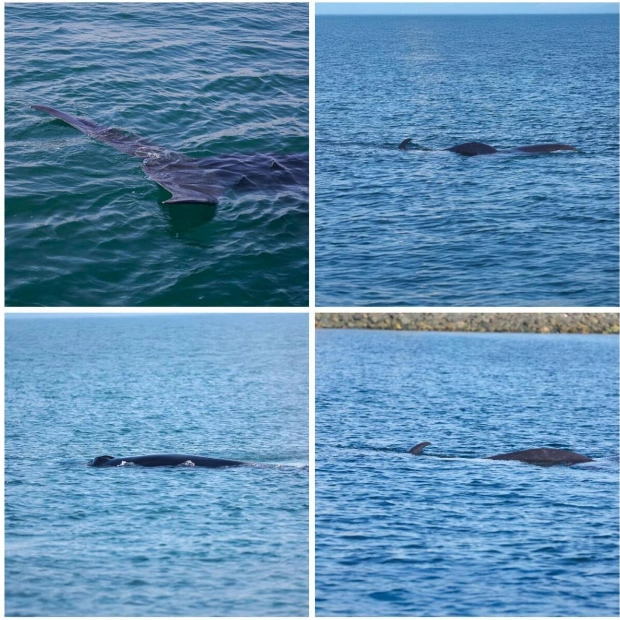 Rare Bryde's Whale Spotted Near Fujairah Port