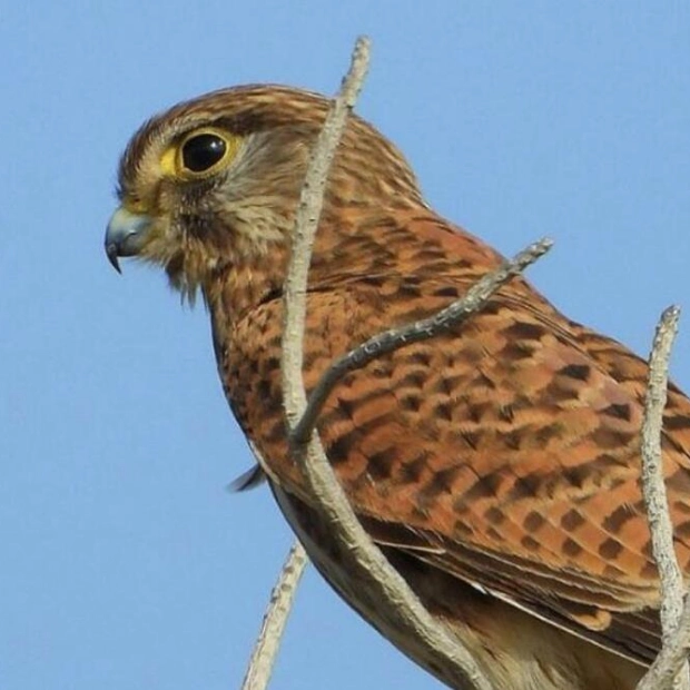 Rescue and Release of a Kestrel Falcon in Fujairah