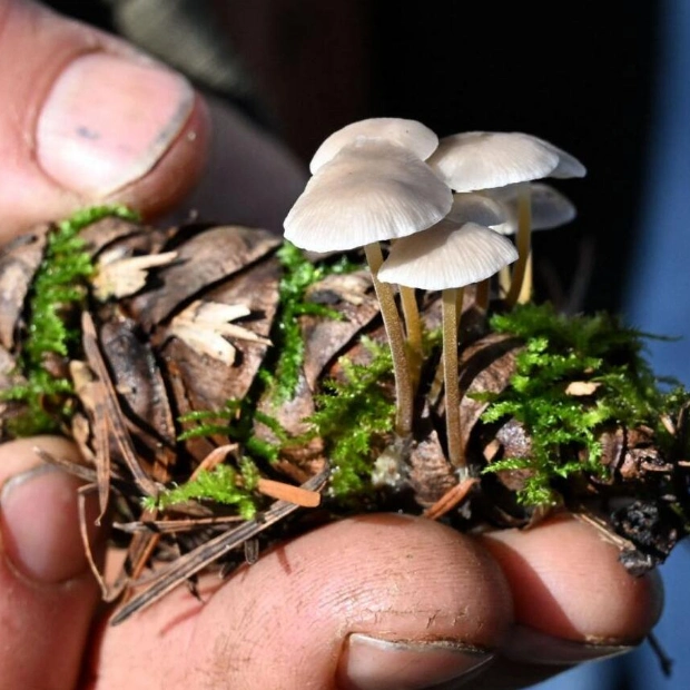 Discovering the Hidden World of Mushrooms