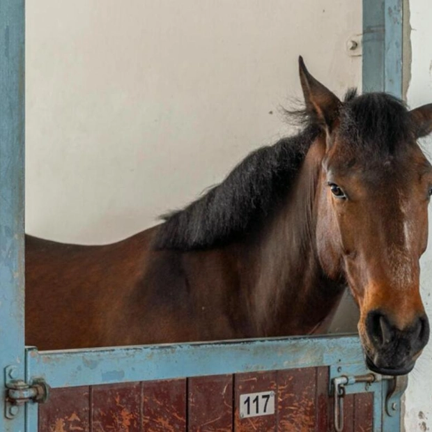 Abu Dhabi Equestrian Club to Participate in ADIHEX 2024