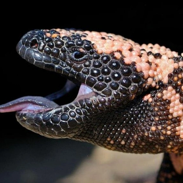 Lizard Saliva Molecule Could Aid Pancreatic Tumor Detection