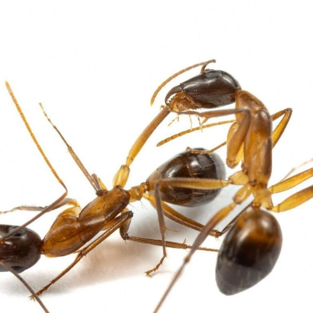 Ants Perform Limb Amputations to Boost Survival Rates