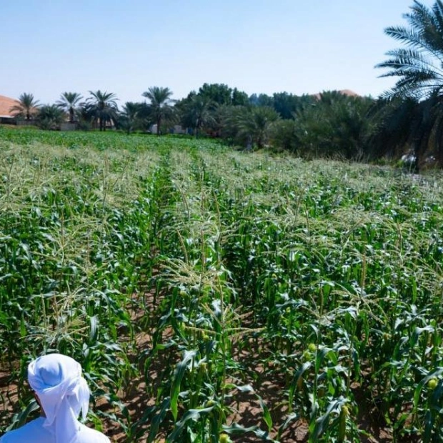 From Barren Land to Thriving Oasis: A UAE Farm's Journey