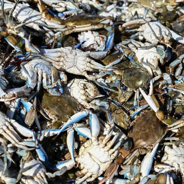 Italy Appoints Special Commissioner to Combat Blue Crab Invasion