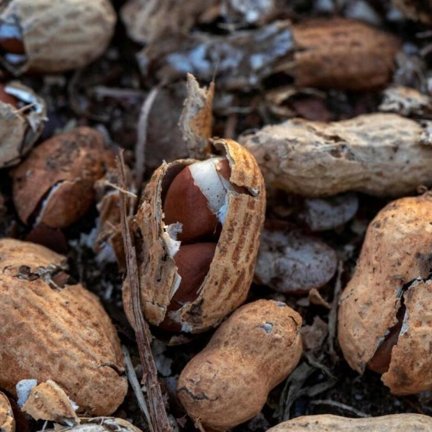 Australia Launches First National Peanut Allergy Treatment Program