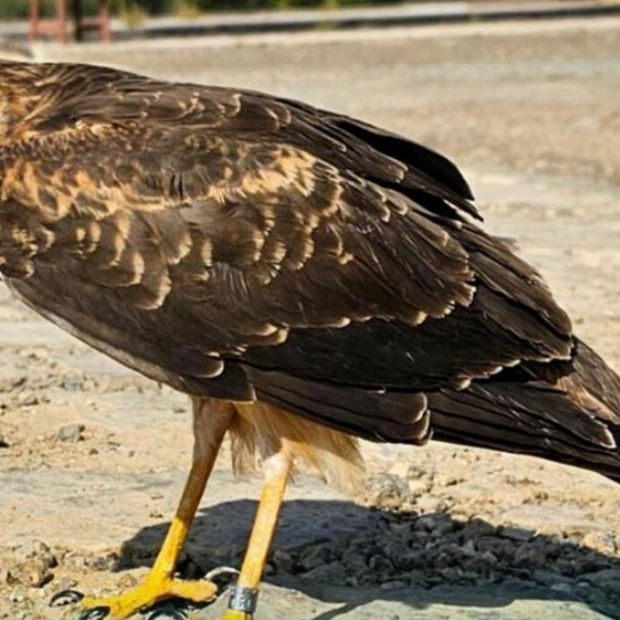 Bird of Prey Tracked in Fujairah During Migration