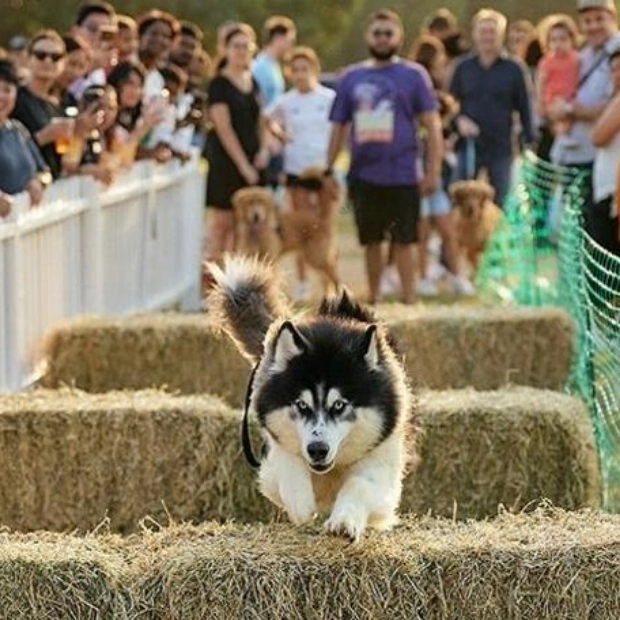 Dubai Feastival: Зимний фестиваль для всей семьи и их собак