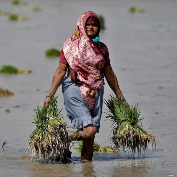 Indian Farmers Accelerate Summer Crop Planting Amid Improved Monsoon
