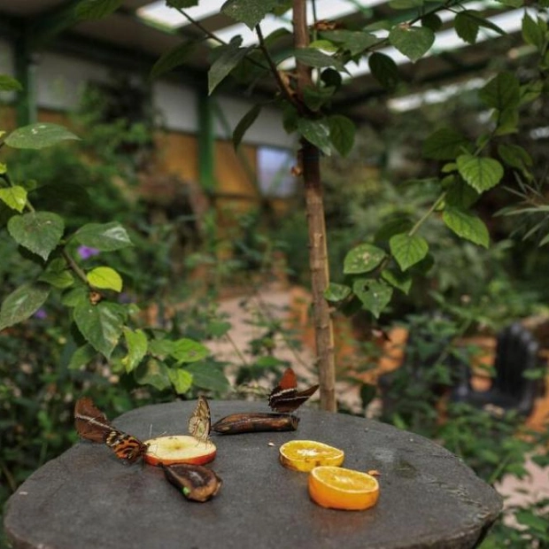 Butterflies Sip Sweet Juice in Protected Enclosure