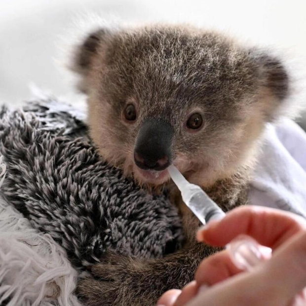 Orphaned Koala Joey Ajooni Clings to Fluffy Toy in Sydney