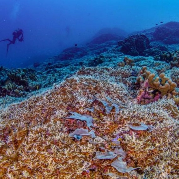 Giant Coral Discovered in Solomon Islands