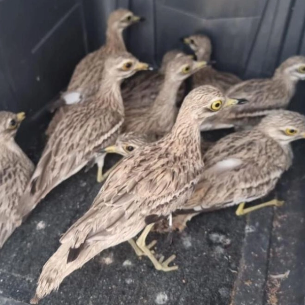 Sharjah Authority Seizes Endangered Migratory Birds