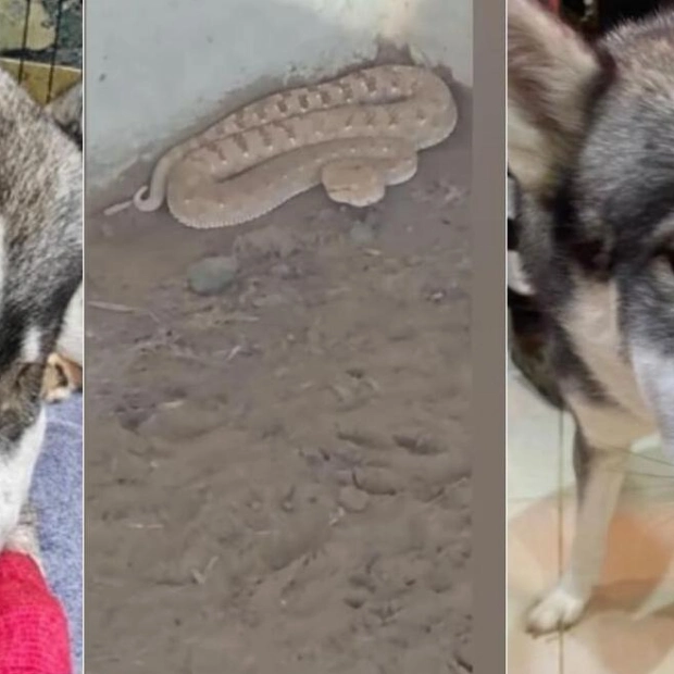 Huskies Bitten by Viper: Rescue Efforts and Coexistence in Umm Al Quwain