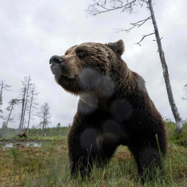 Bear Lured Out of Japanese Supermarket with Honey-Coated Food