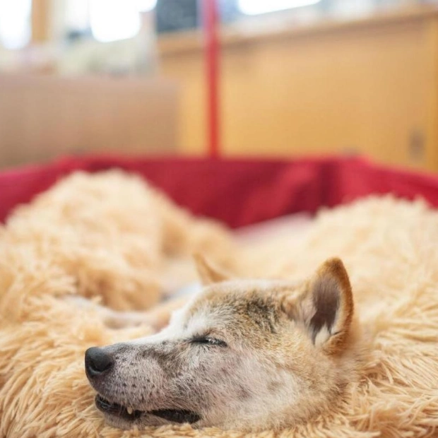 Japanese Shiba Inu, Face of 'Doge' Meme, Passes Away