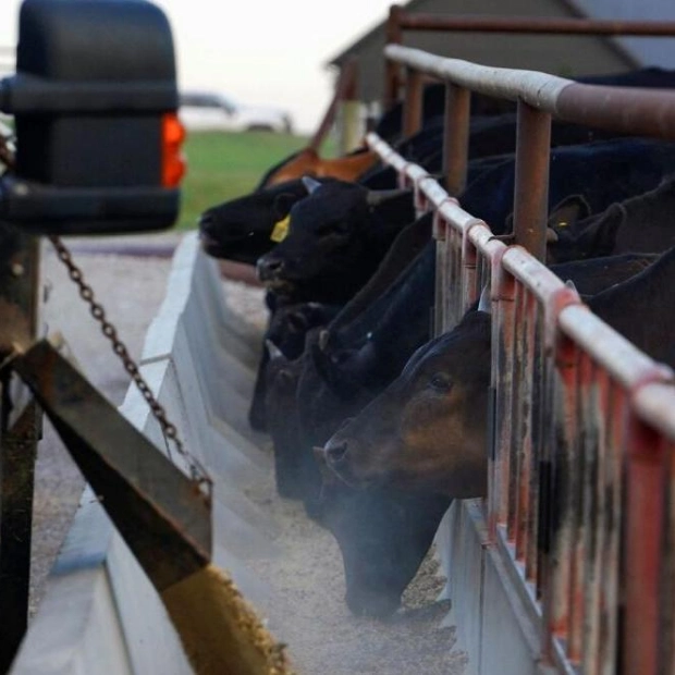 Oklahoma Detects Bird Flu in Dairy Cattle, 13th US State Affected