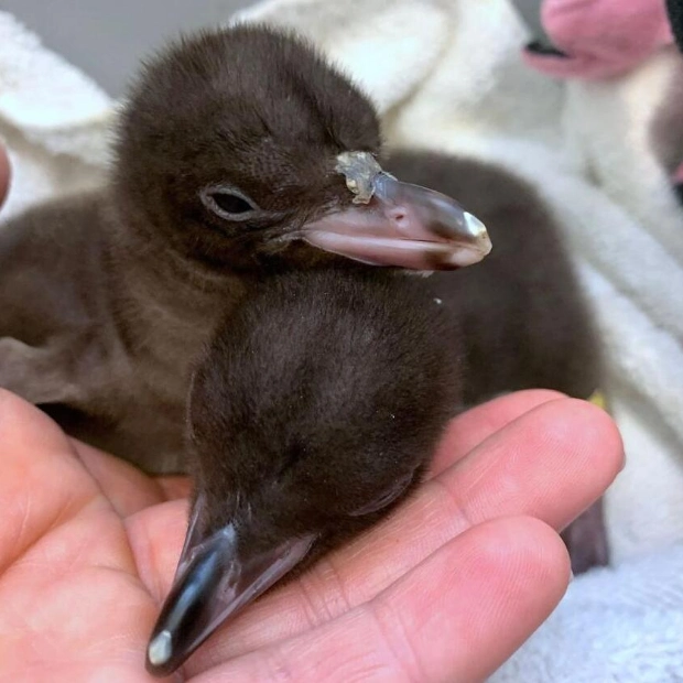 Yellow-Eyed Penguin Crowned New Zealand's Bird of the Year 2024