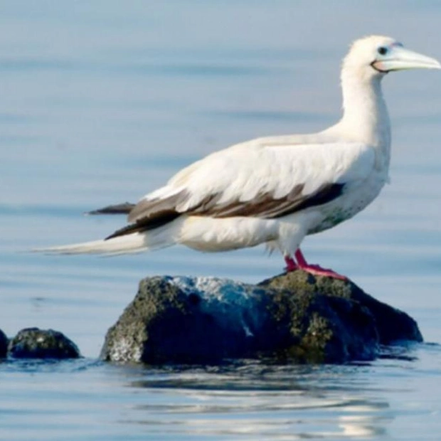 Rare Red-footed Booby Spotted in Abu Dhabi