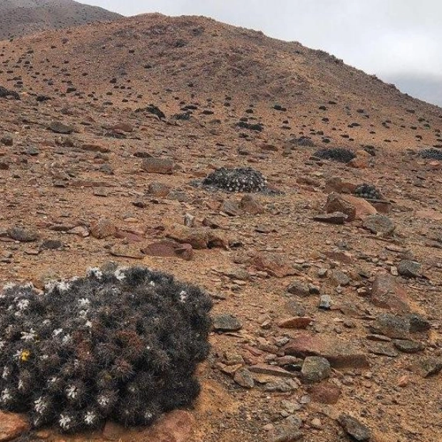 The Vanishing Cacti of the Atacama Desert