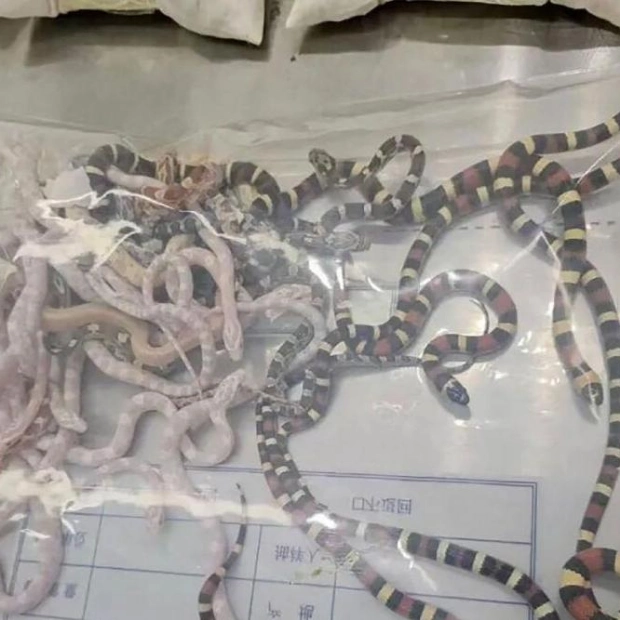 Man Caught Smuggling Over 100 Snakes into China in Trousers