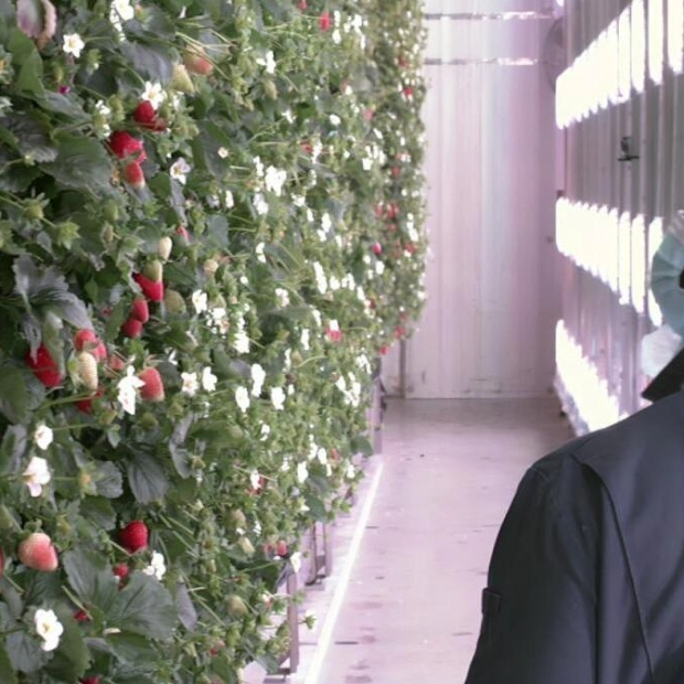 First Indoor Vertical Strawberry Farm to Launch in Abu Dhabi