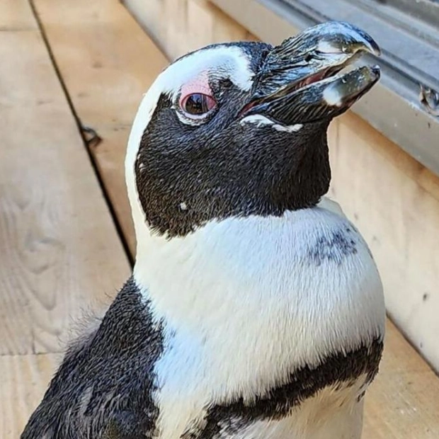 Miracle Penguin: Escaped Captivity, Swam Miles, and Survived