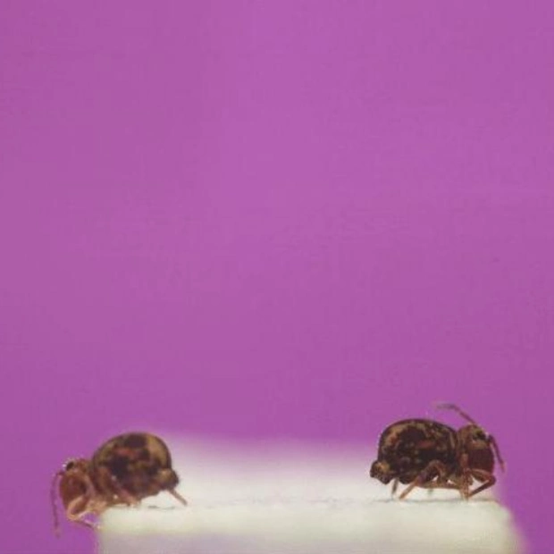 Nature's Tiny Acrobat: The Globular Springtail's Amazing Backflips