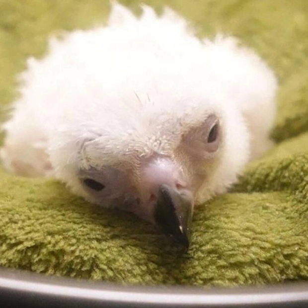 Philippine Eagle Chick Dies After Artificial Insemination