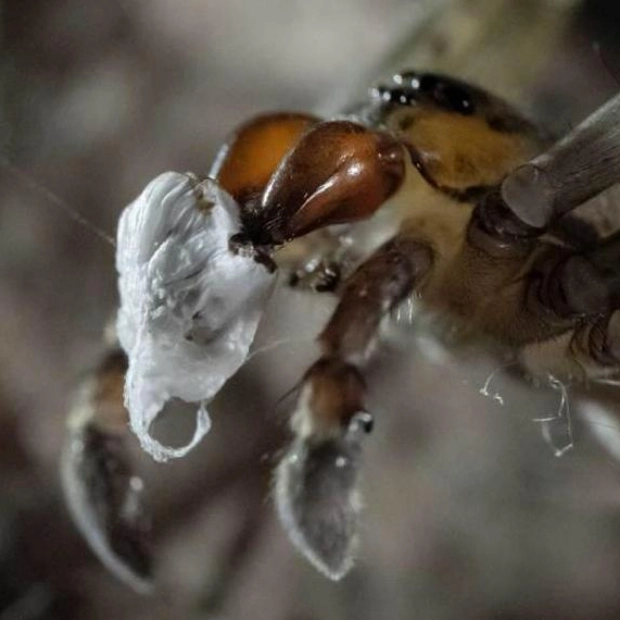 Spider Courtship: Gifts Lose Value in Unpredictable Climates