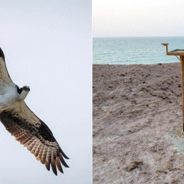 Sharjah Launches Unique Osprey Nest Project to Enhance Biodiversity