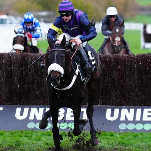 Tragedy Strikes Cheltenham as Three Horses Do Not Return Home