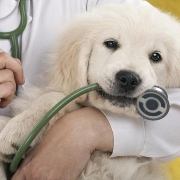 Страхование домашних животных в ОАЭ: что нужно знать