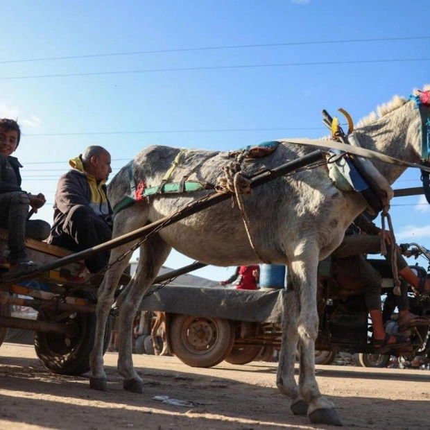 Displaced Gazans Rely on Donkey Carts Amid Fuel Shortages