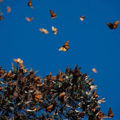 Hope for Monarchs: New Forests in Central Mexico