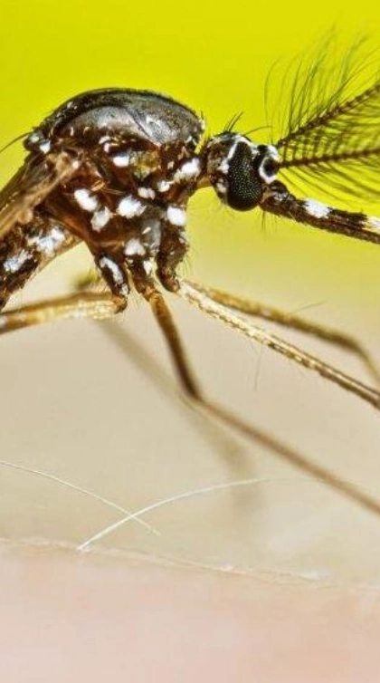 Male Mosquitoes May Be Bloodthirsty Too