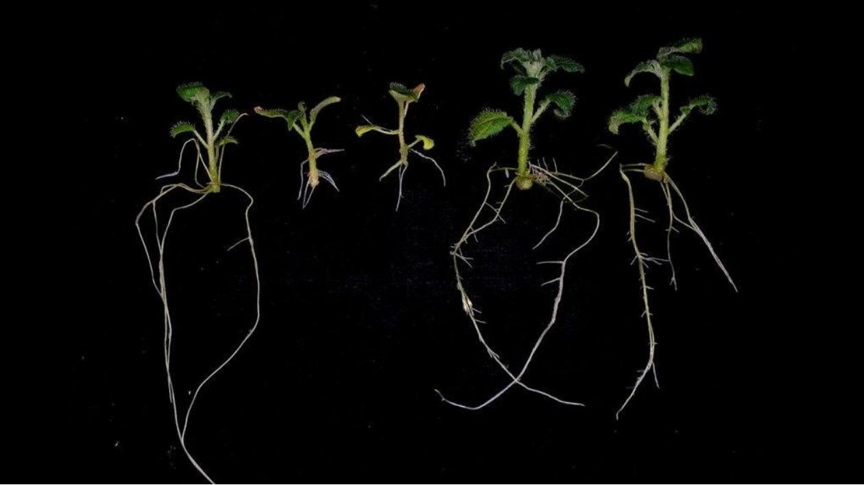 Unlocking Potato's Nitrogen Efficiency