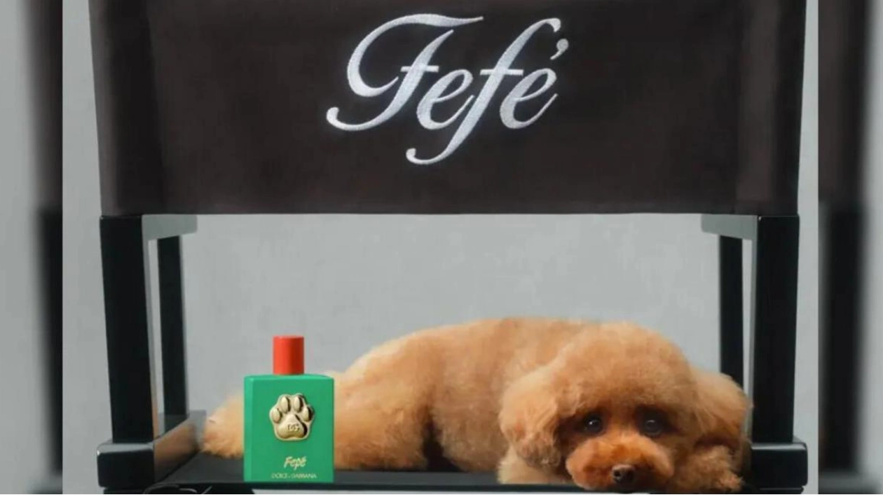 Dolce & Gabbana Unveils Luxurious Dog Perfume 'Fefe'