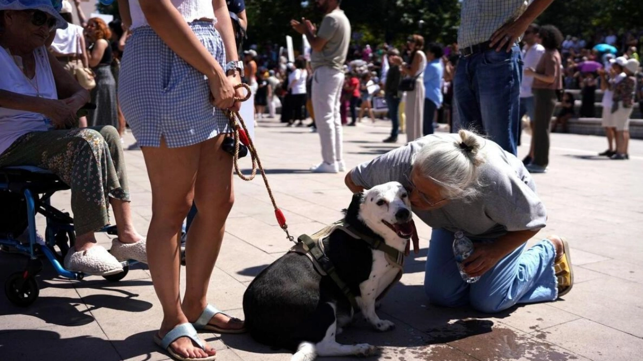 Turkey's Parliament Approves Law to Collect Stray Dogs and Place Them in Shelters