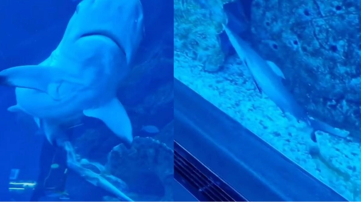 Dubai Aquarium Shares Magical Moment of Baby Shark's Birth